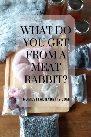 meat rabbit parts pinterest pin