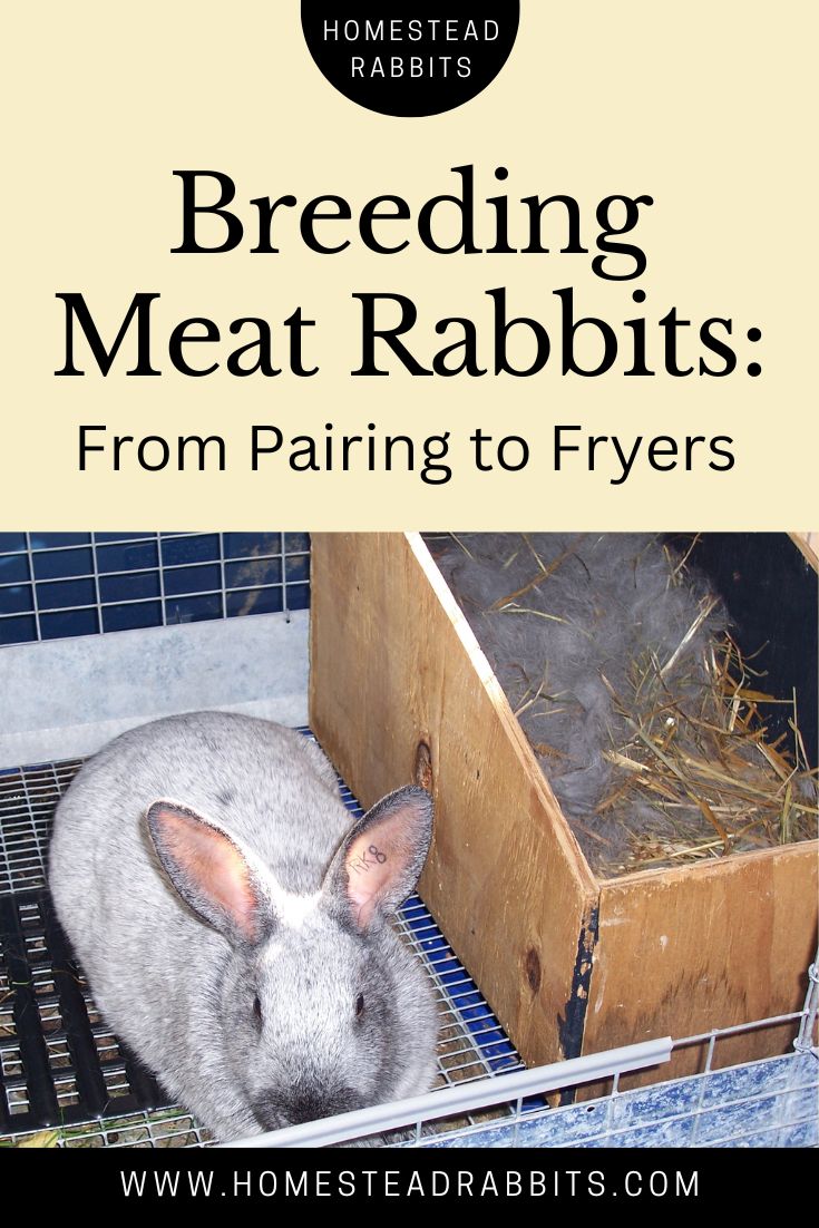 Breeding Meat Rabbits From Pairing To Fryers Homestead Rabbits 4932