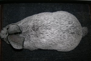 Meat rabbit with long narrow body - top view