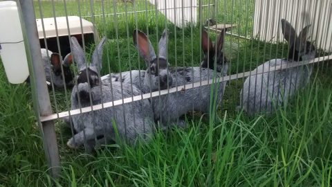 Homestead Meat Rabbits- Homestead Rabbits