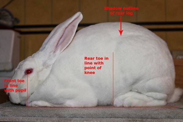 Posing commercial meat rabbits diagram - by Hill Rise Rabbitry