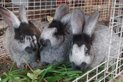 Feeding meat rabbits
