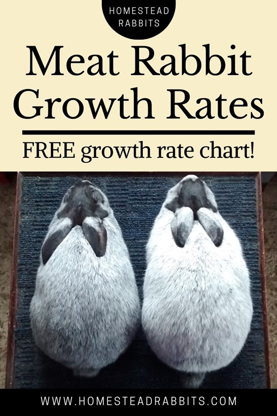 Commercial Meat Rabbit Growth Rates - Homestead Rabbits