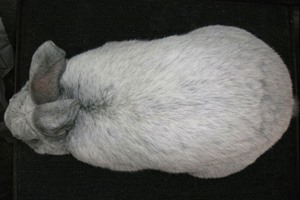 meat rabbit with long shoulder - top view