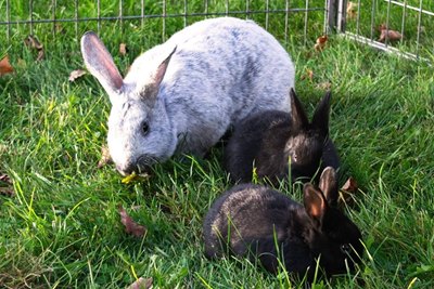 rabbit health care